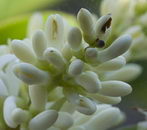 برگ نو (برگ ریز)